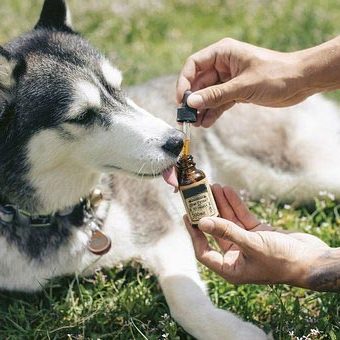dog CBD for pets Canada