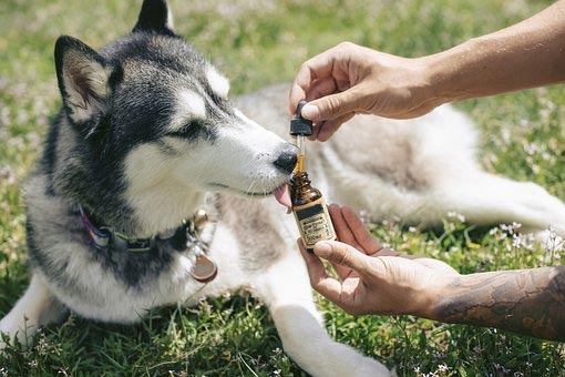 CBD For Pets Canada