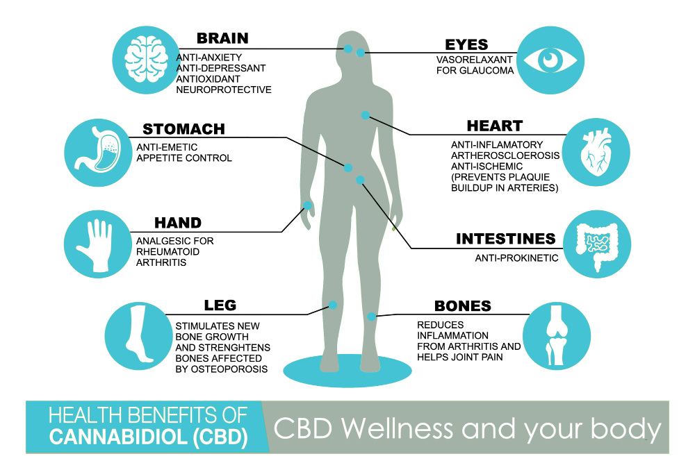 Educational. Shows physical systems affected by CBD for women's health