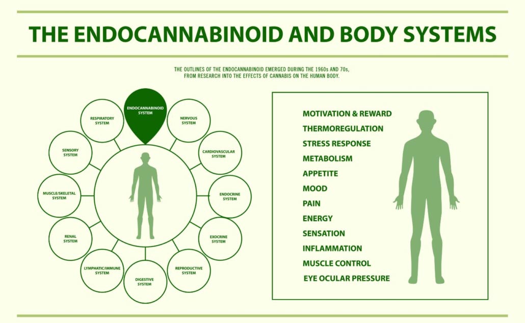 educational: CBD and the ECS for Edmonton CBD oil shoppers