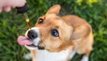 CBD for puppy