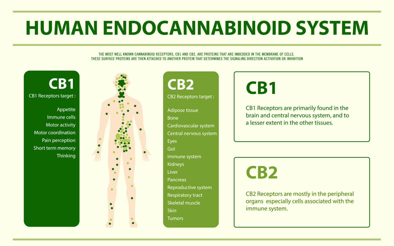 visualizes the role of the ECS, educational related to CBD oil, Canada