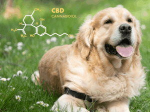 CBD Oil For dogs