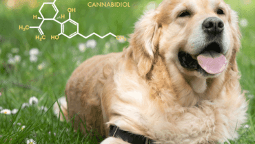CBD Oil For dogs