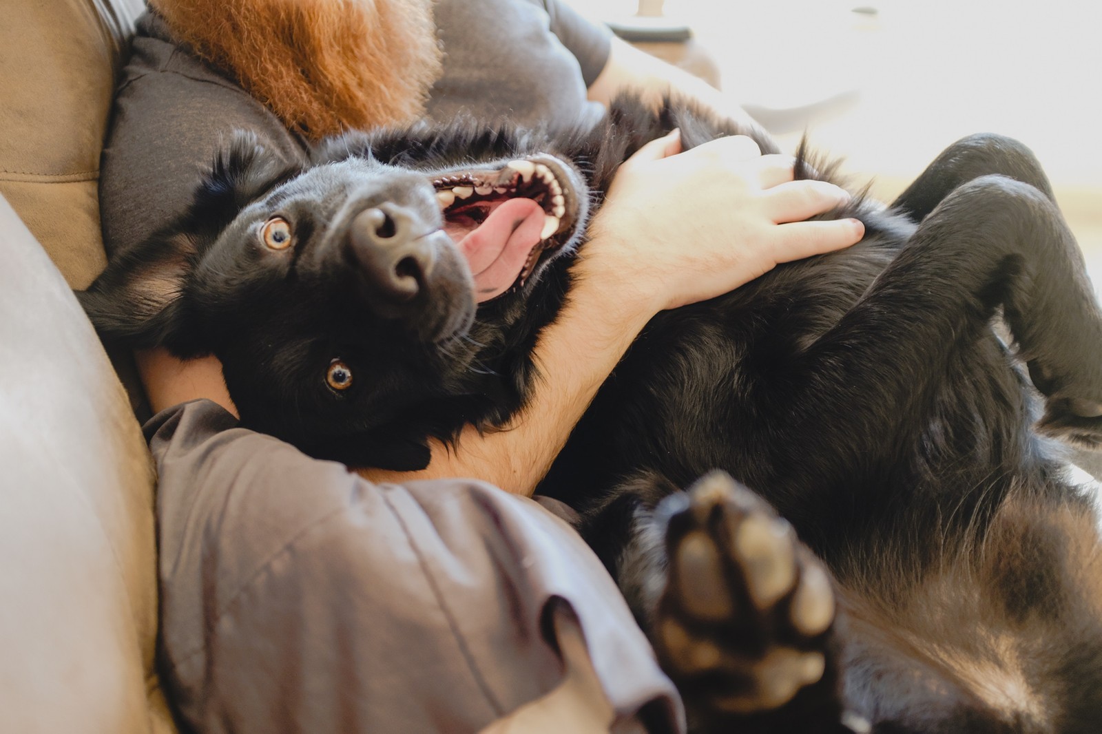 visualizes emotional impact of cbd for dogs