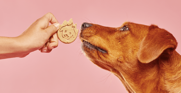 Treat with Dogs