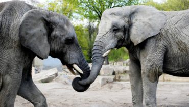 visualize warsaw zoo cbd oil experiment elephants
