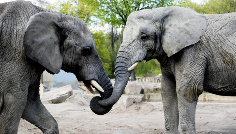 visualize warsaw zoo cbd oil experiment elephants
