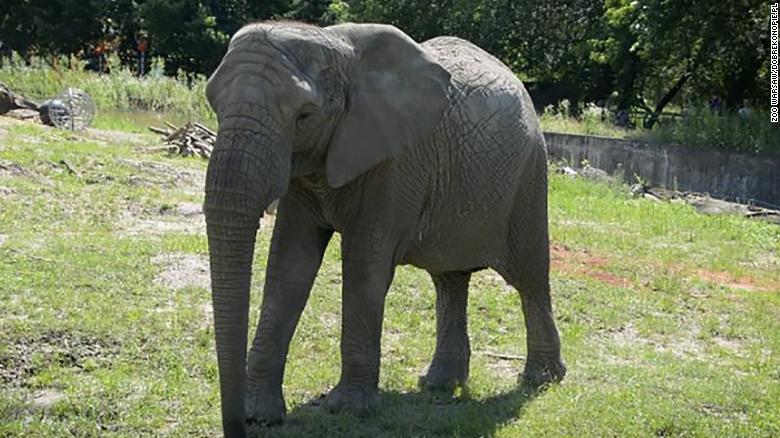 visualize Warsaw Zoo elephant being administered CBD