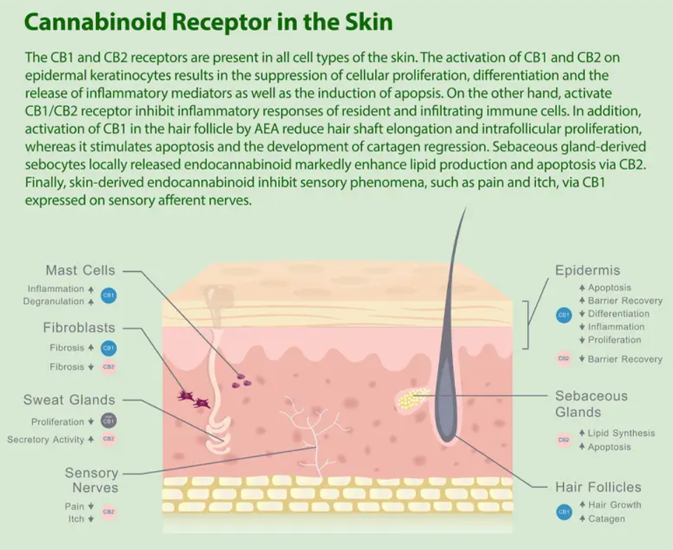 educational cbd cream skin absorption and cannabinoid targets