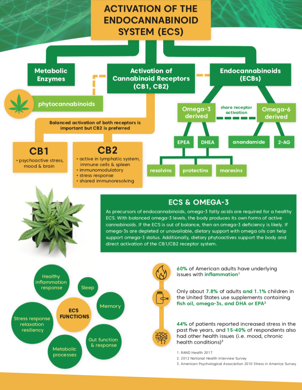 visualizes activation of endocannabinoid system