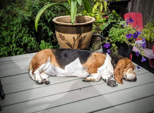 Bacon Flavoured CBD Oil for Dogs | Ethical Botanicals photo review