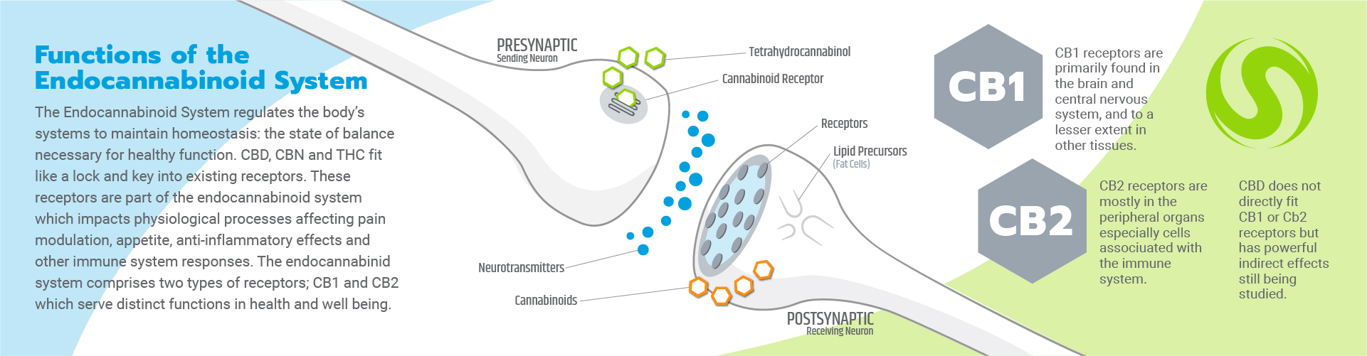 visualizes cb1 cb2 receptors and endocannabinoid receptor