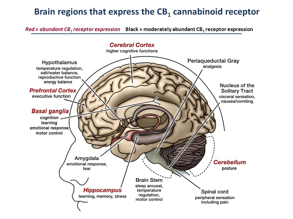 visualize location of CB1 receptors and functions in brain