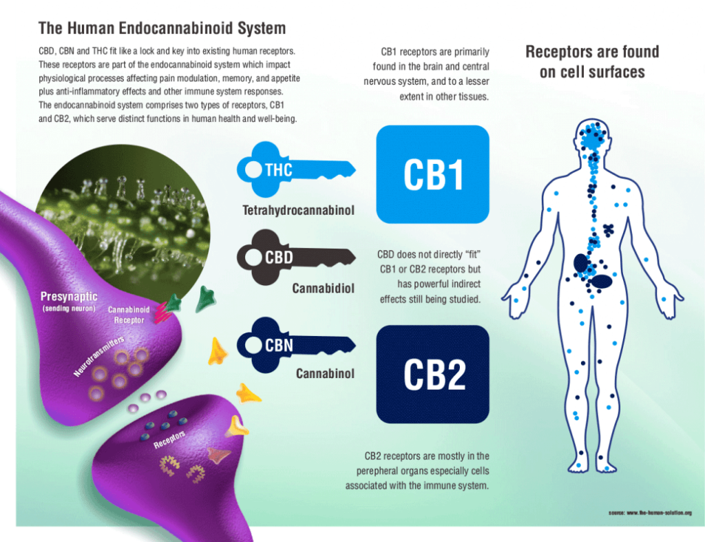 visual overview of the ECS endocannabinoid system