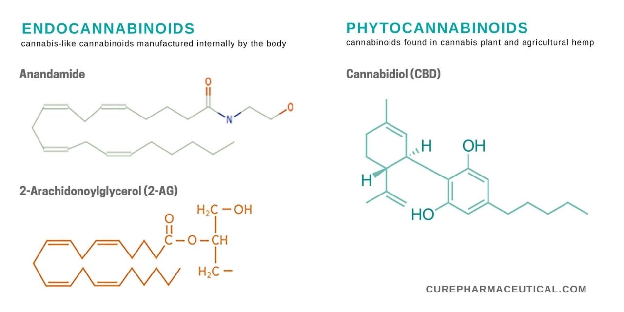 visualize different kinds of cannabinoids with diagrams of cannabinoid molecules