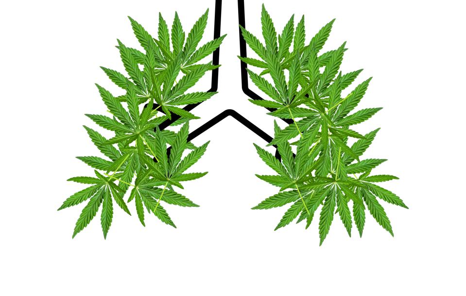 decorative: metaphor for positive relationship between CBD, COVID-19 and lung health