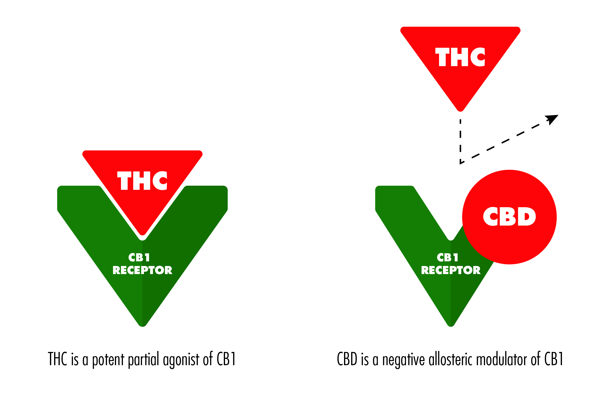 visualize the indirect function of CBD on CB receptors