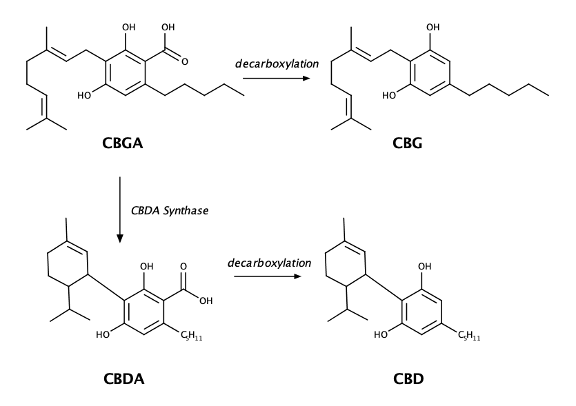 educational graphic showing the various chemical bond structures of CBG and other cannabinoids