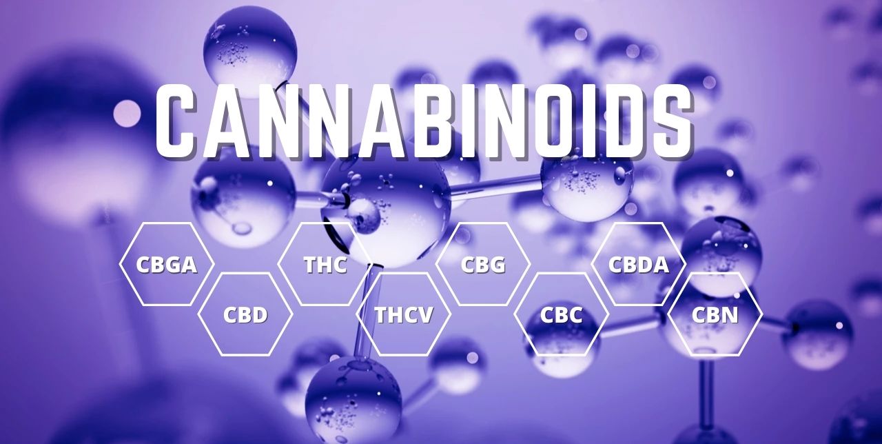 educational; article cover image with name of 8 cannabinoids