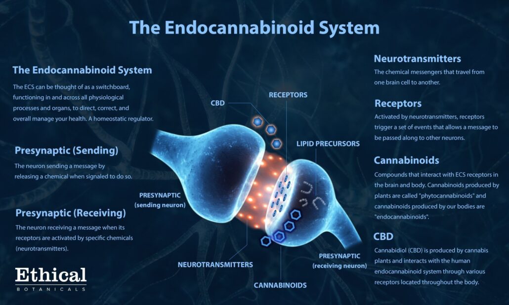 educational infographic detailing human endocannabinoid system