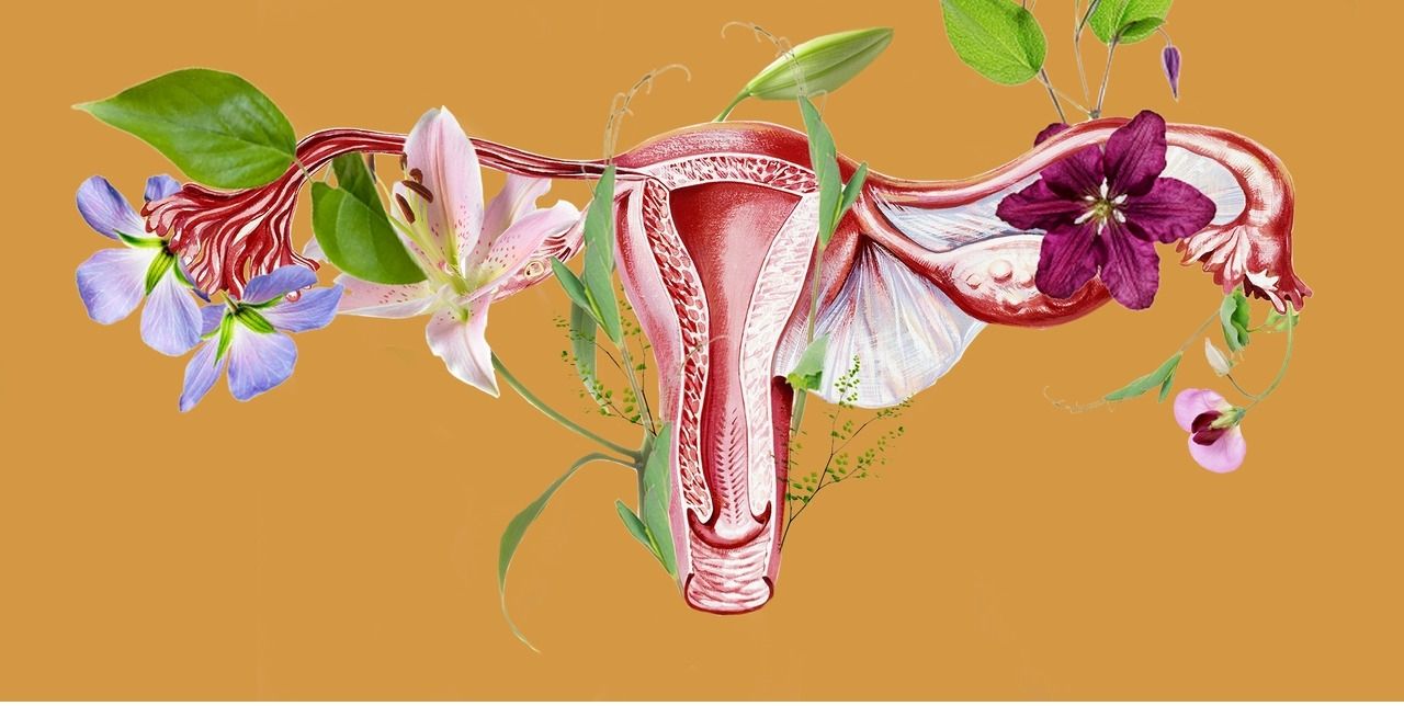 artistic interpretation of female reproductive system